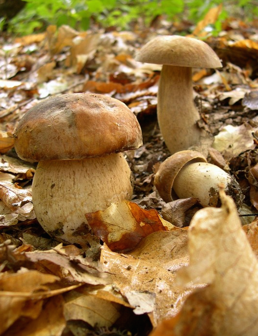 screen-shot-2016-10-07-at-11-32-22