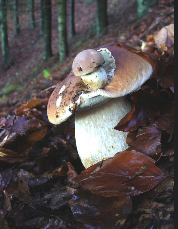 screen-shot-2016-10-07-at-11-32-40